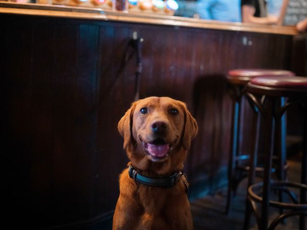 Best dog friendly pub in the country